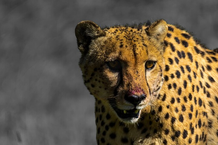 Cheetah, Moutain Zebra National Park